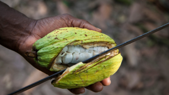 Cocoa from Ghana blog 1